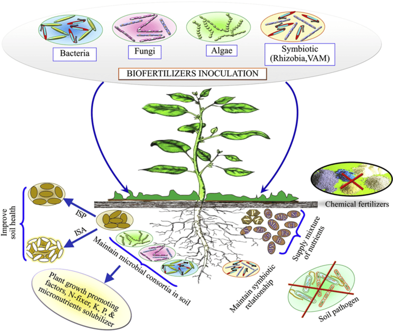 Biofertilizers Inoculation in the Biofertilizer Industry