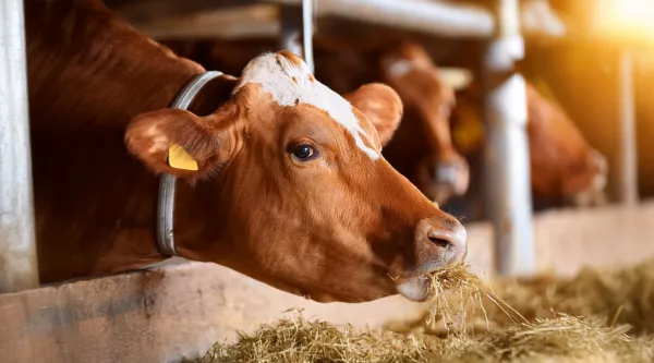 Global Cattle Feed Market